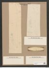 Pleurosigma angulatum var. elongatum (W.Sm.) V.H. (de-Toni-Nr.: Genus 13, Species 1001) Zeichnungen Sammlung Grunow Nr. 2012 (NHMW-BOT-W0368861)